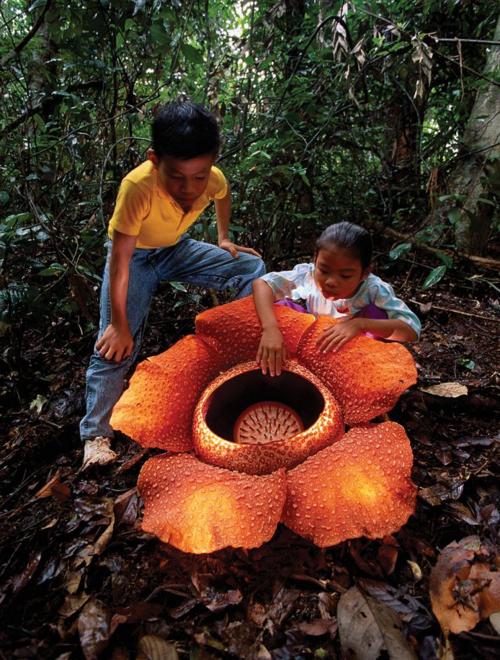 Gigantic Flower