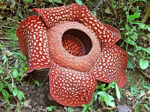 Gigantic Flower